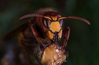Europese hoornaar (vespa crabro). von Jeroen  Ruël Miniaturansicht
