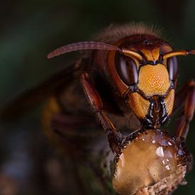 Europese hoornaar (vespa crabro). sur Jeroen  Ruël