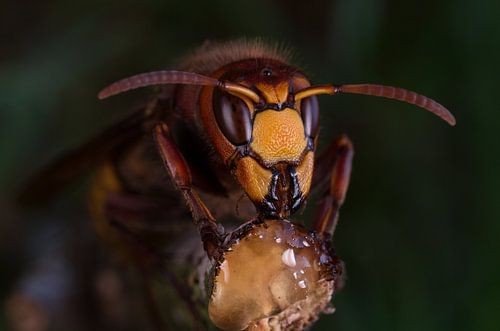 Europese hoornaar (vespa crabro).