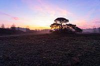 Zonsopgang boven het Wekeromse Zand