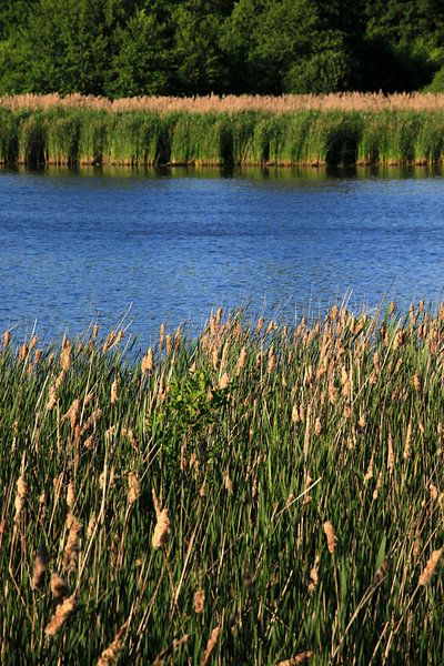 Reeds by Thomas Jäger