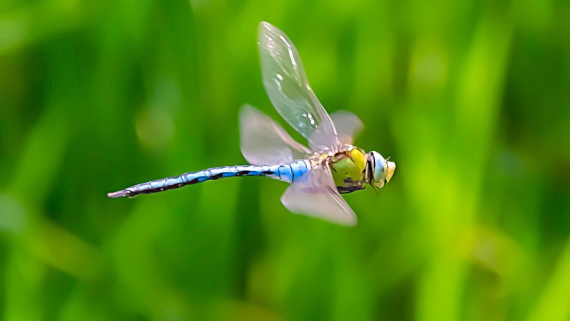 Südlicher Flussuferläufer im Flug von Masselink Portfolio