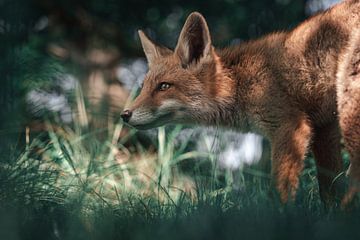 Beautiful fox in the countryside looks ahead