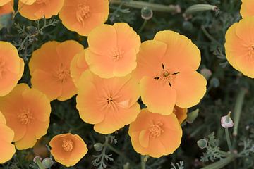 Oranje bloemen - Retro van Evelien Bauwens