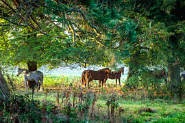 Horses at Sunrise by Armen Sarkissian