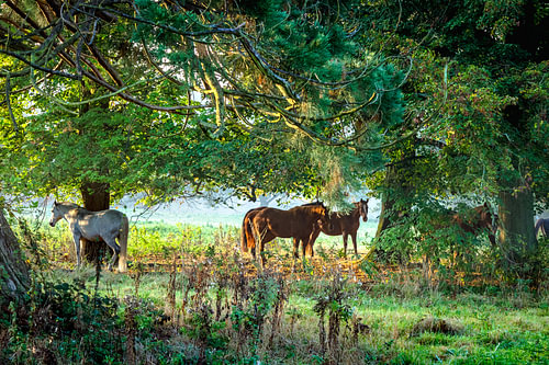 Horses at Sunrise