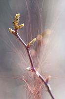 Bud branch