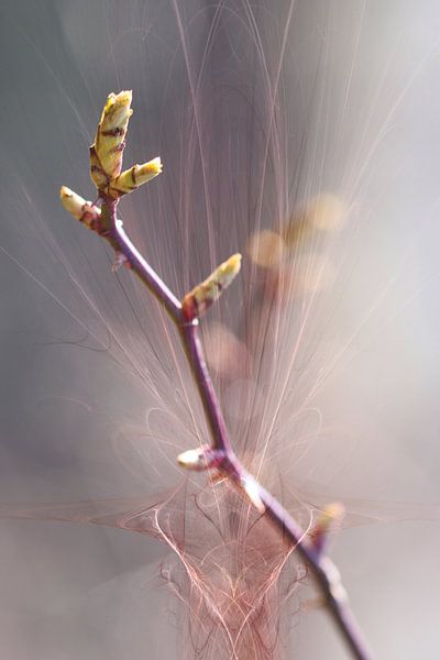 Zweig aus Knospen von Christine GUILLET