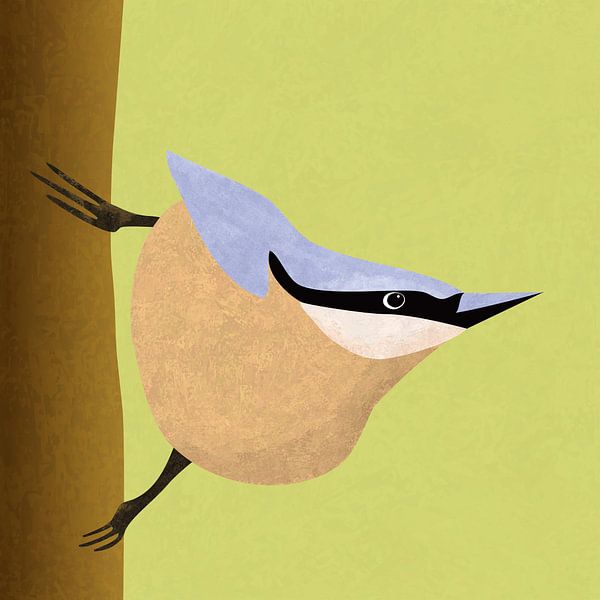 Nuthatch by A.C. van Zwol