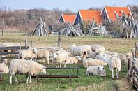 Sheep on Texel. by Justin Sinner Pictures ( Fotograaf op Texel) thumbnail