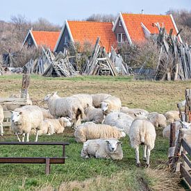 Schafe auf Texel. von Justin Sinner Pictures ( Fotograaf op Texel)