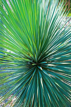 groene palm van SusaZoom