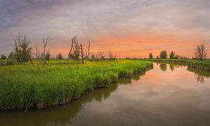 Sonnenuntergang Oostvaardersplassen von Xander Haenen