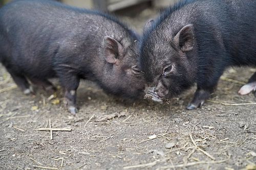 Mini biggetje bij zijn eerste uittocht op de boerderij.