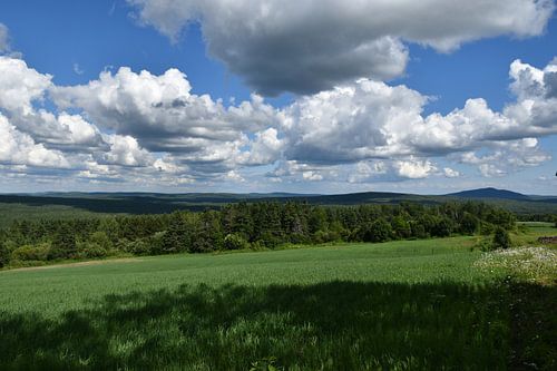 Een haverveld in de zomer