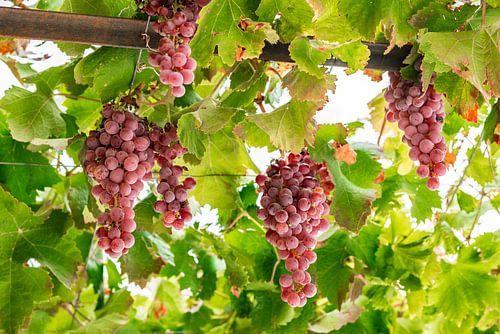 Blauwe druiven met groene bladeren hangend aan wijnstok