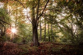 Sonnenaufgang im Dorm