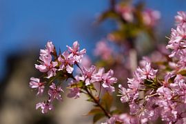 Sakura van Aiji Kley