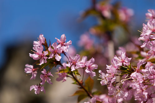 Sakura