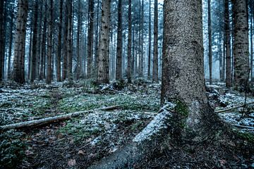 Donkere spookachtige wintersfeer in een dennenbos