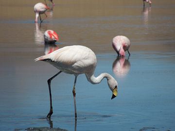 Flamingo's in Laguna Cañapa Bolivia by Lin McQueen