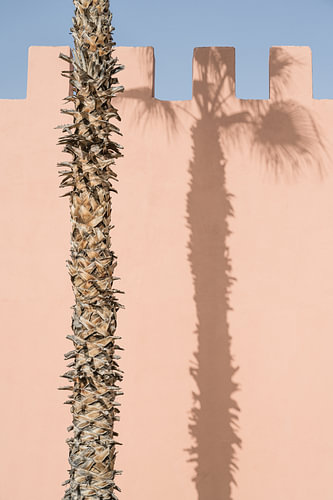 A palm tree casting a shadow on a pink wall by Photolovers reisfotografie