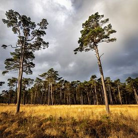 Paysage de Drenthe. Lande avec pins. sur Arjan Boer