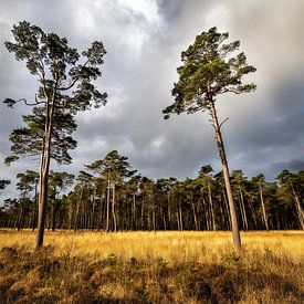 Drents landschap. Heideveld met dennen. van Arjan Boer