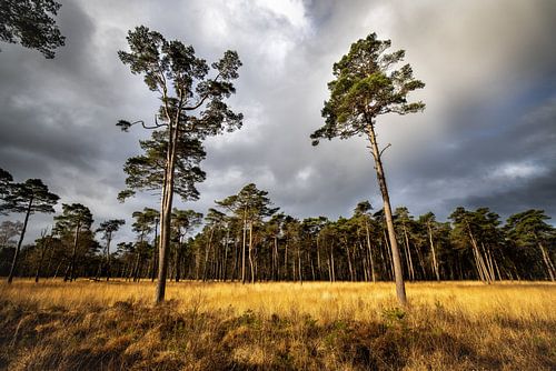 Drenthe landscape. Heath with pines.
