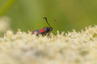 St. John's butterfly by Moetwil en van Dijk - Fotografie thumbnail