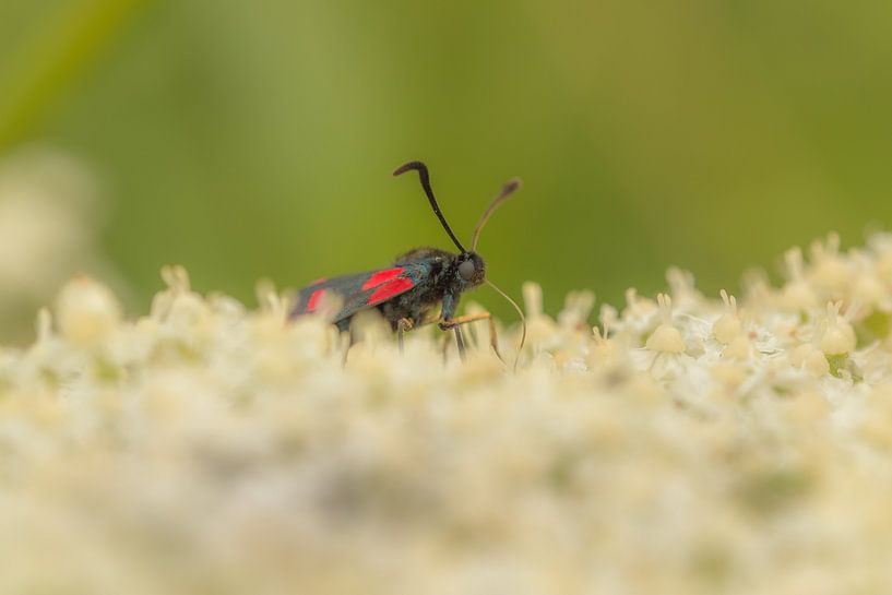 St. John's butterfly by Moetwil en van Dijk - Fotografie