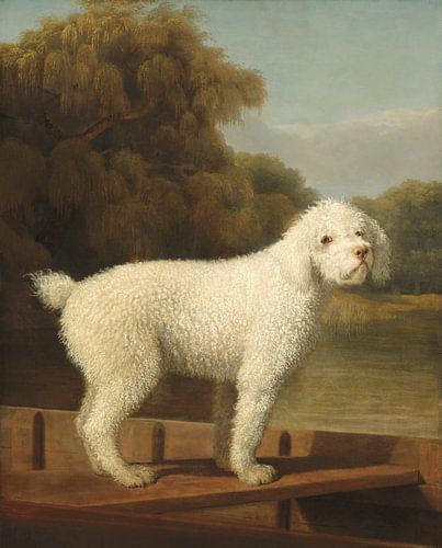 Witte Poedel in een Punt, George Stubbs