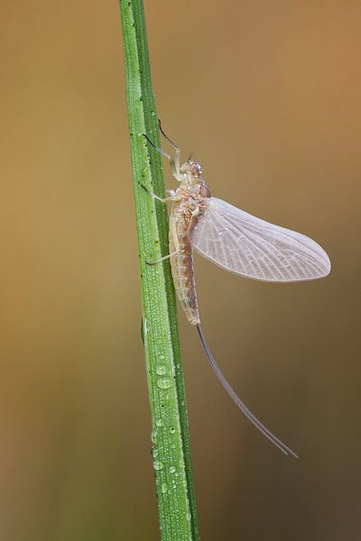 insect van Daan de Vos