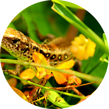 Salamander in het groen van Assia Hiemstra
