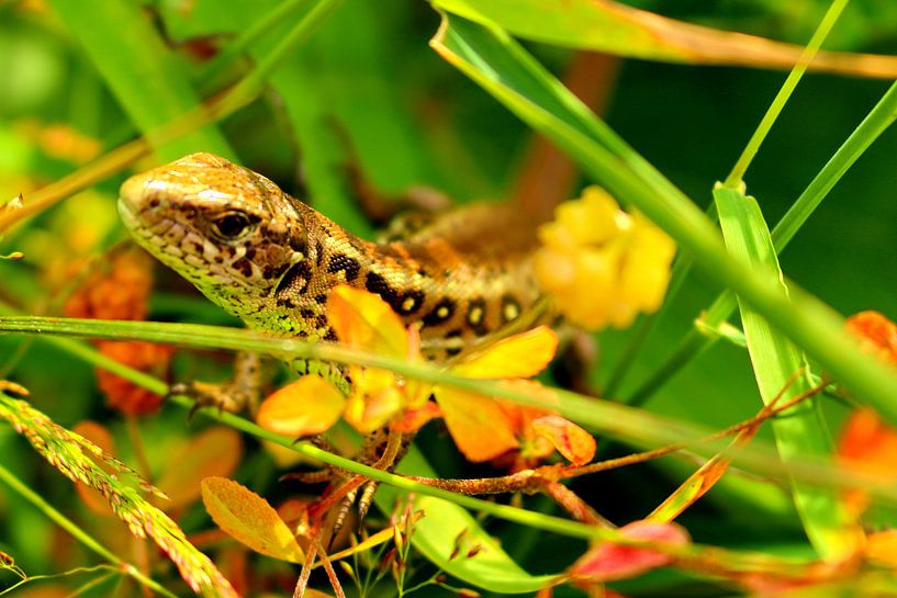 Salamander in het groen van Assia Hiemstra