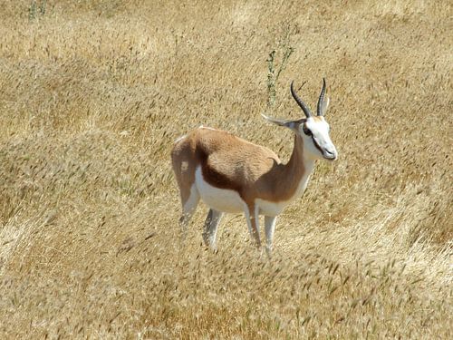 Impala von Mirjam Otto