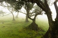 Bomen in de mist von Michel van Kooten Miniaturansicht