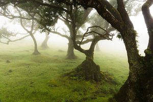 Bomen in de mist sur Michel van Kooten