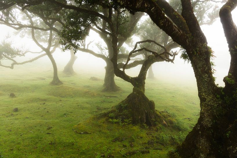 Bomen in de mist von Michel van Kooten