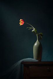 Une tulipe orange sur Lydia Jacobs