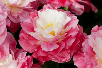 Camellia japonica van Ivonne Fuhren- van de Kerkhof
