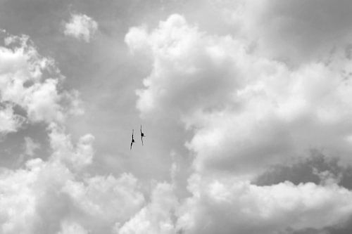 Bussard vliegoefeningen