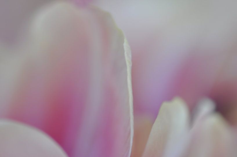Dutch Tulip Rosé by Weight4life