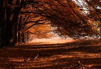 Autumn leaves 2