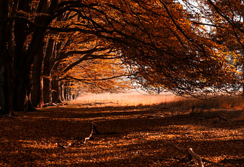 Autumn leaves 2