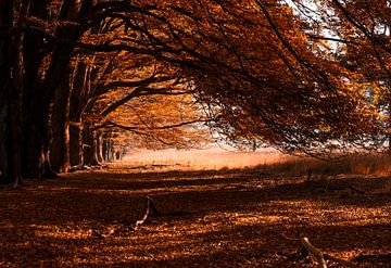 Autumn leaves 2 von Roland Smanski