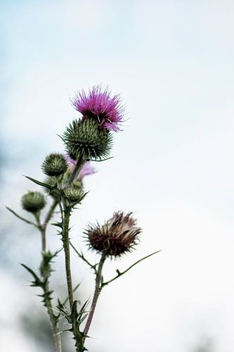 Schön in natürlicher Einfachheit