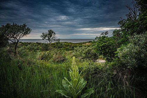 Dramatische Natur von Annemarie van der Hilst