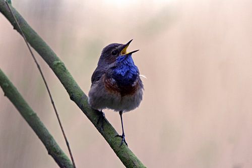 Bluethroat