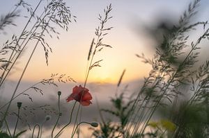Blumen Teil 152